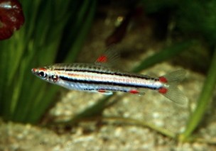 Tetra trifasciatus — 2